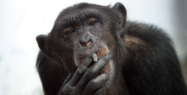 عکس میمون جالب