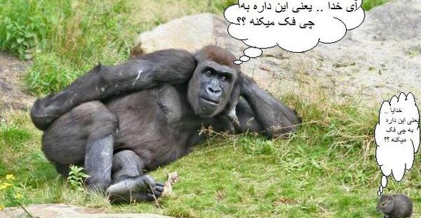 عکس میمون جالب