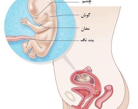 عکس بارداری چهار ماهه