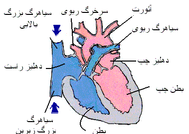 عکس قلب انسان با اجزا