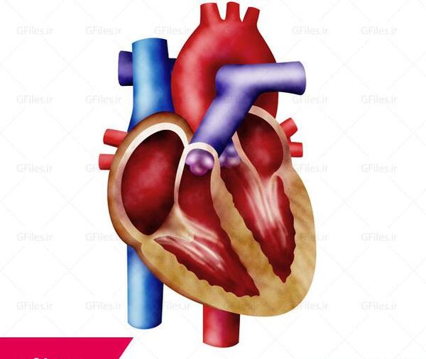 عکس قلب انسان با اجزا