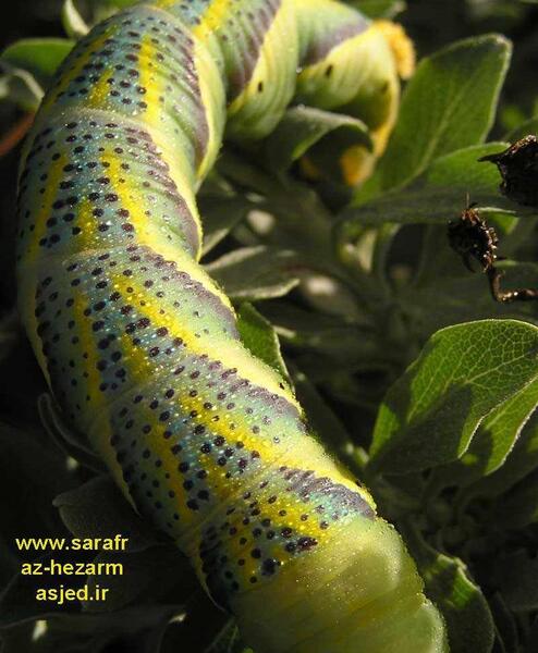 عکس پروانه مرده