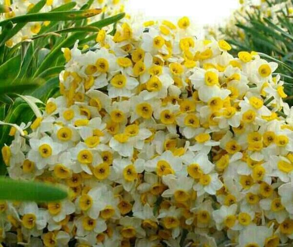عکس گلهای زیبای نرگس