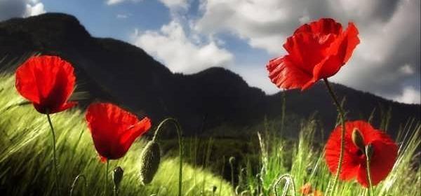عکس گل شقایق قرمز