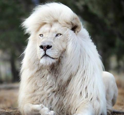 عکس شیر سفید