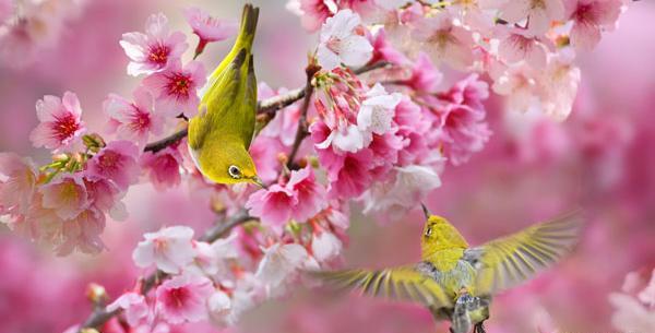 عکس شکوفه های بهاری گیلاس