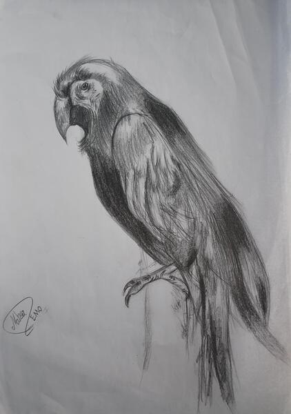 عکس طوطی طراحی شده