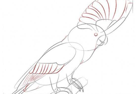 عکس طوطی طراحی شده