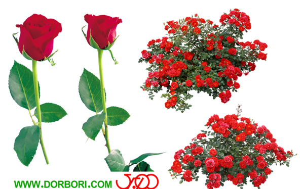 عکس گل رز طراحی شده