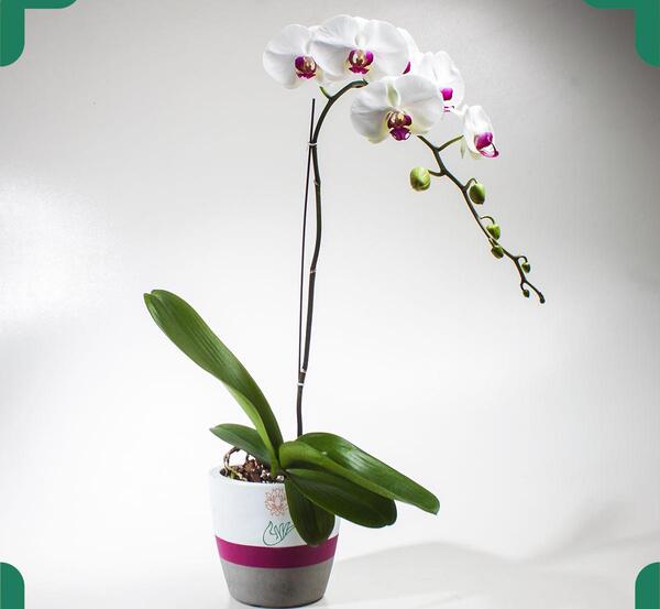 عکس دسته گل ارکیده سفید