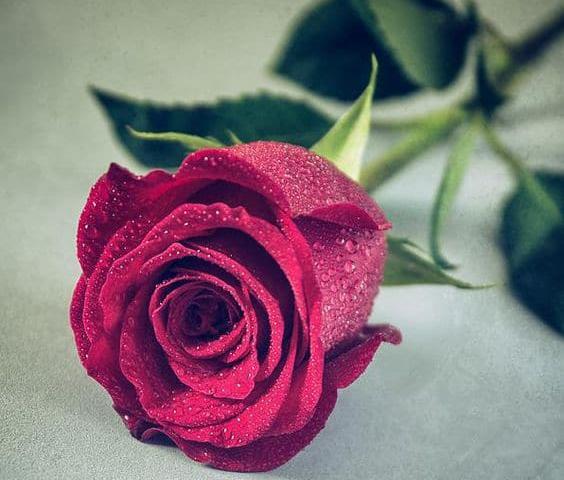 عکس پروفایل گلهای طبیعی