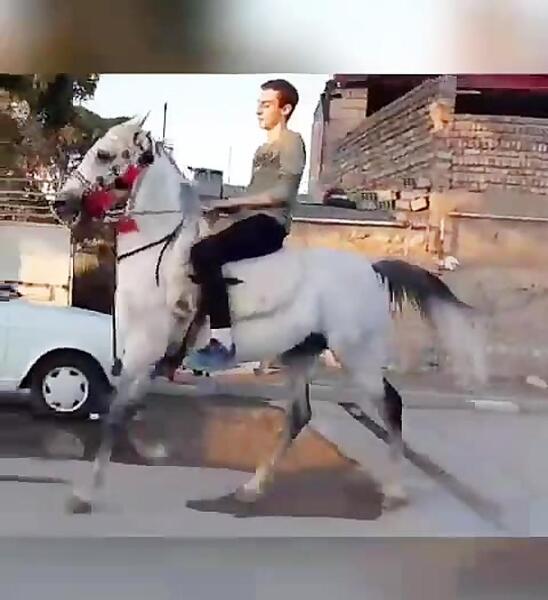 عکس اسب گرینوف