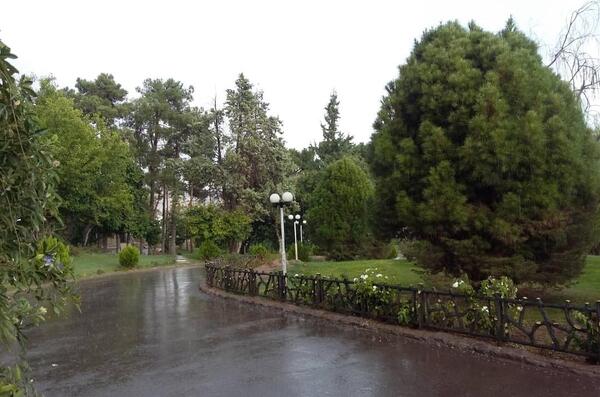 عکس باران شیراز