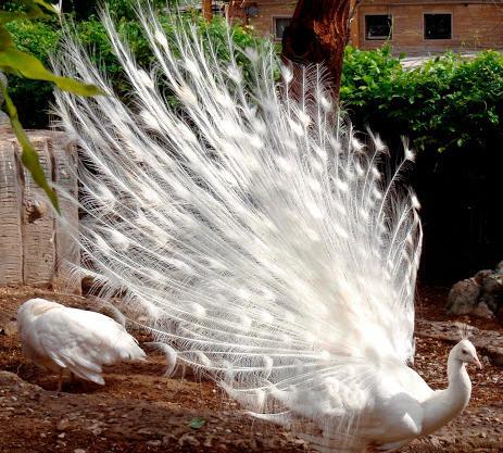 عکس جوجه طاووس سفید
