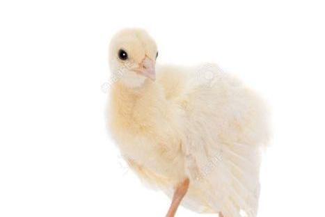 عکس جوجه طاووس سفید