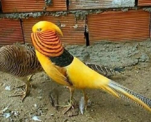 عکس جوجه طاووس سفید