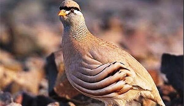 عکس زهره کبک