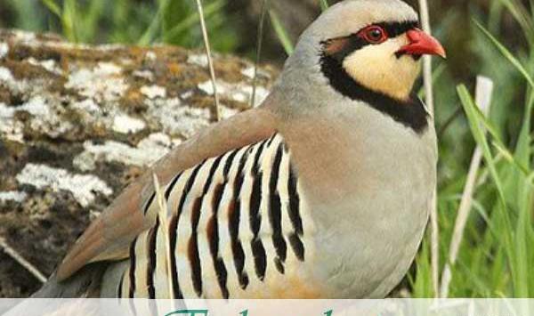 عکس زهره کبک