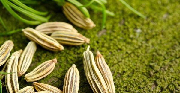 عکس دانه های رازیانه