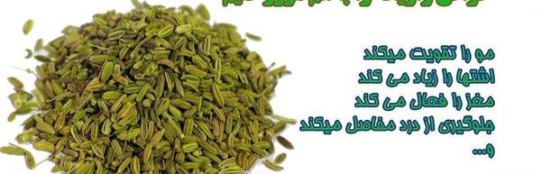 عکس دانه های رازیانه