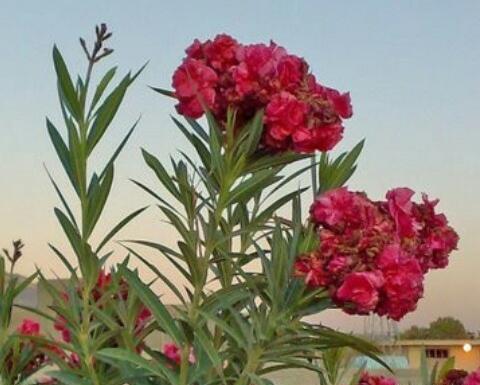 عکس گل ژاله