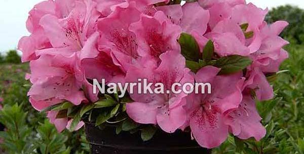 عکس گل ژاله