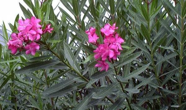 عکس گل ژاله