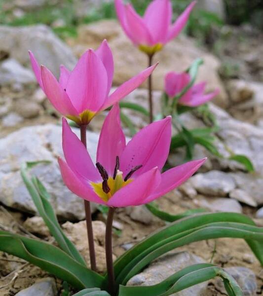 عکس گل ژاله