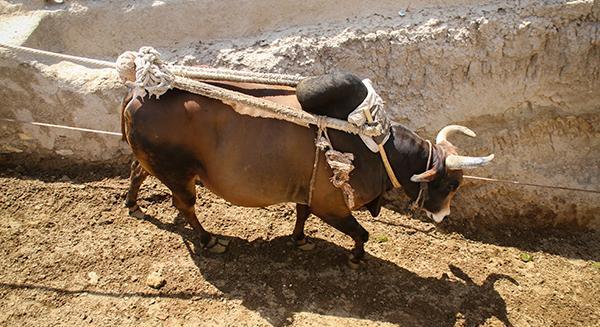 عکس گاو چاه ورزنه