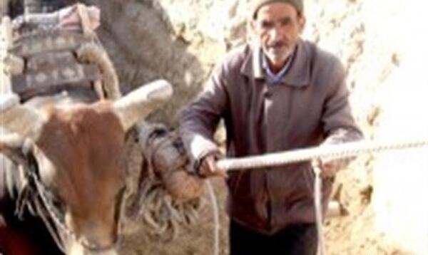 عکس گاو چاه ورزنه