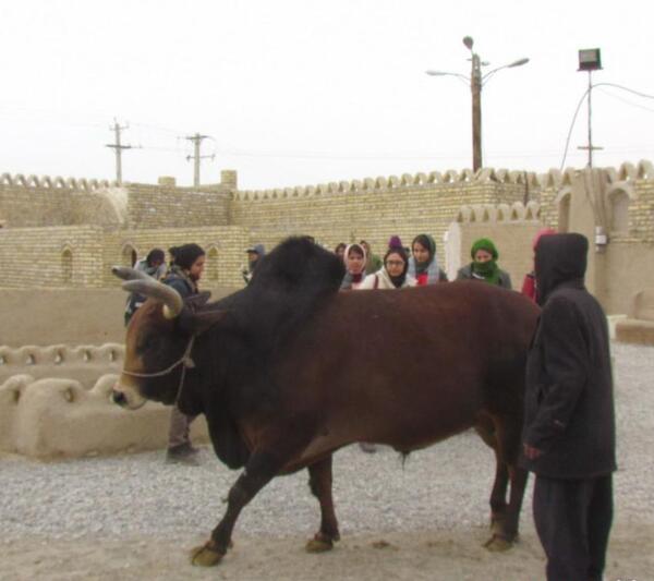 عکس گاو چاه ورزنه