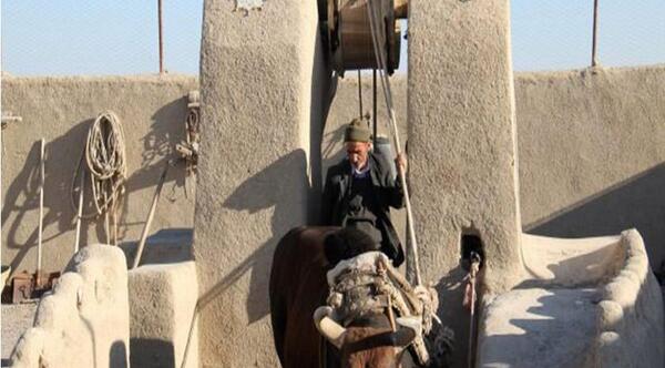 عکس گاو چاه ورزنه