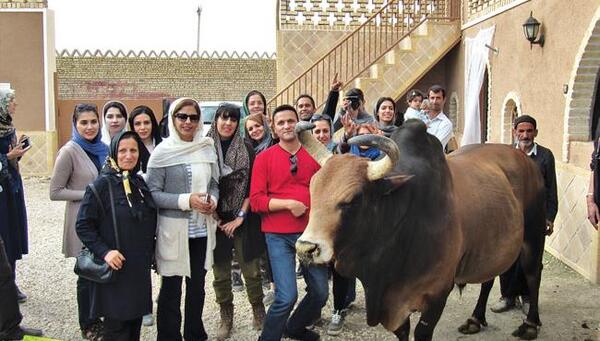 عکس گاو چاه ورزنه