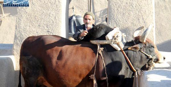 عکس گاو چاه ورزنه