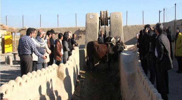 عکس گاو چاه ورزنه