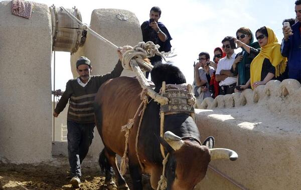 عکس گاو چاه ورزنه