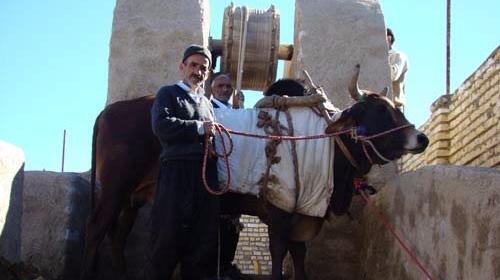 عکس گاو چاه ورزنه