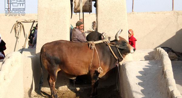 عکس گاو چاه ورزنه