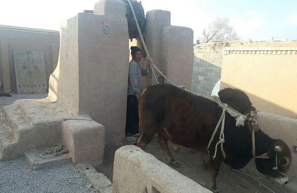 عکس گاو چاه ورزنه