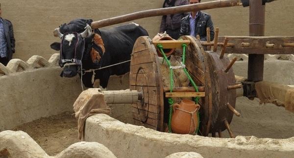 عکس گاو چاه ورزنه