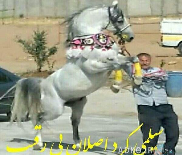 عکس اسب گلی