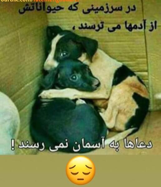 عکس پروفایل حامی حیوانات