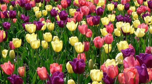 عکس های بهاری گل