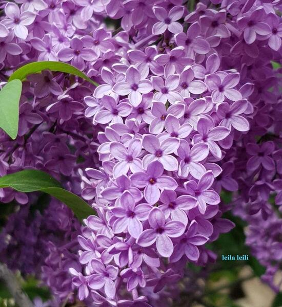 عکس های بهاری گل