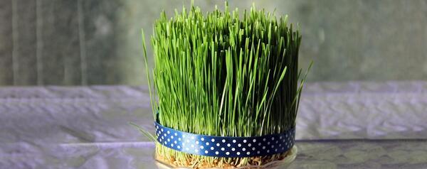 عکس سبزه عید خانگی