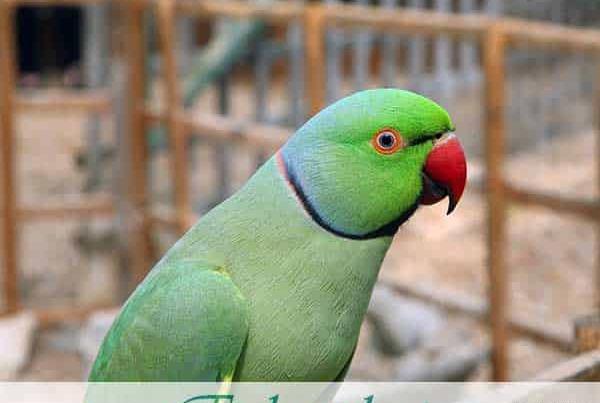 عکس چشم طوطی