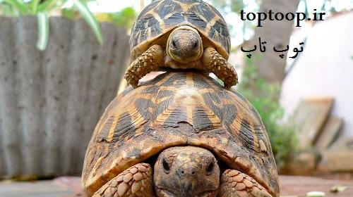 عکس قلب لاک پشت