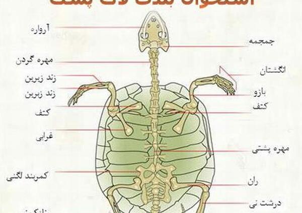 عکس قلب لاک پشت