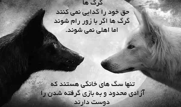 عکس گرگ خسته
