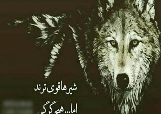عکس گرگ خسته